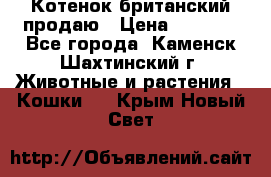 Котенок британский продаю › Цена ­ 3 000 - Все города, Каменск-Шахтинский г. Животные и растения » Кошки   . Крым,Новый Свет